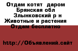 Отдам котят  даром - Брянская обл., Злынковский р-н Животные и растения » Отдам бесплатно   